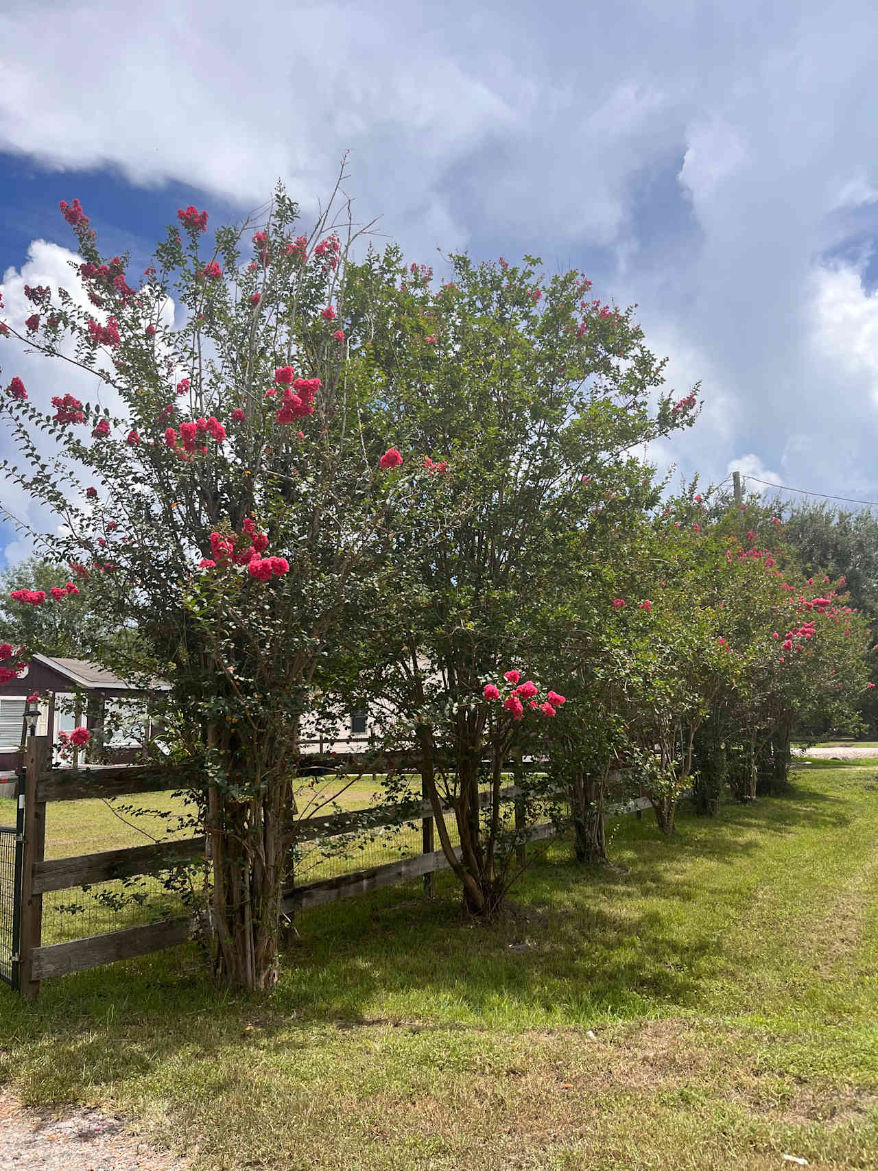 The Crepe Myrtle Woodsy Stay