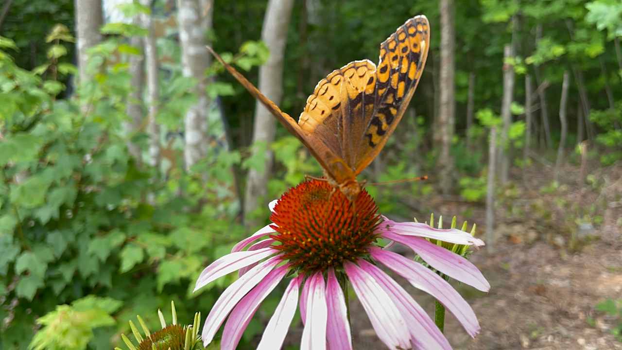 WishFlower Gardens in the Woods