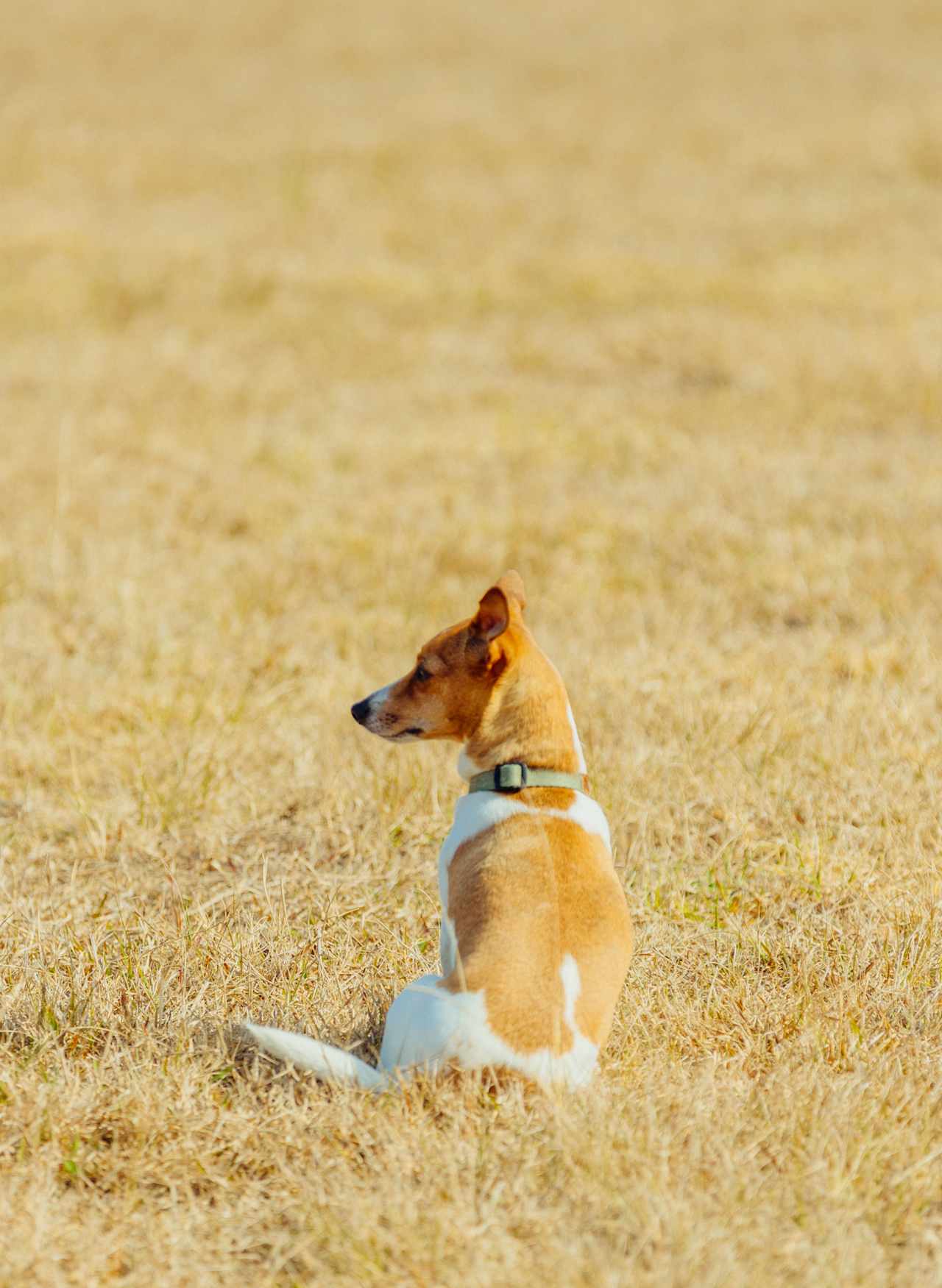 cute local dogs