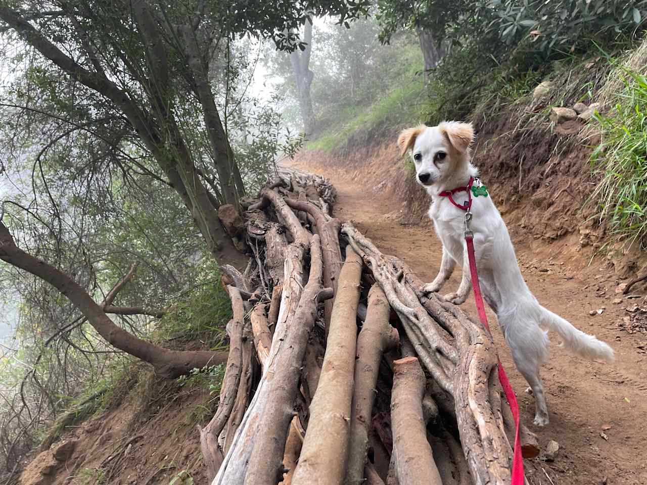 Topanga Oasis