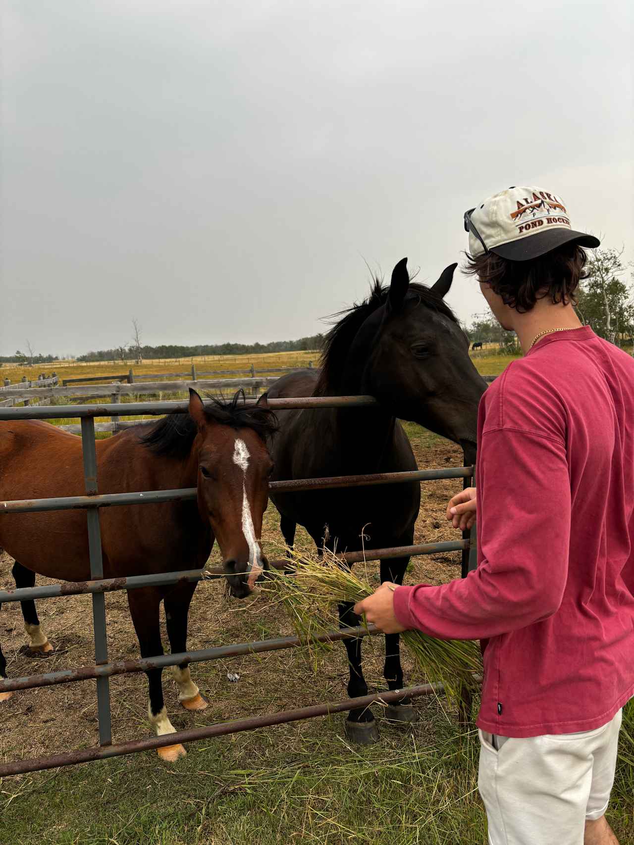 Black Horse Farm