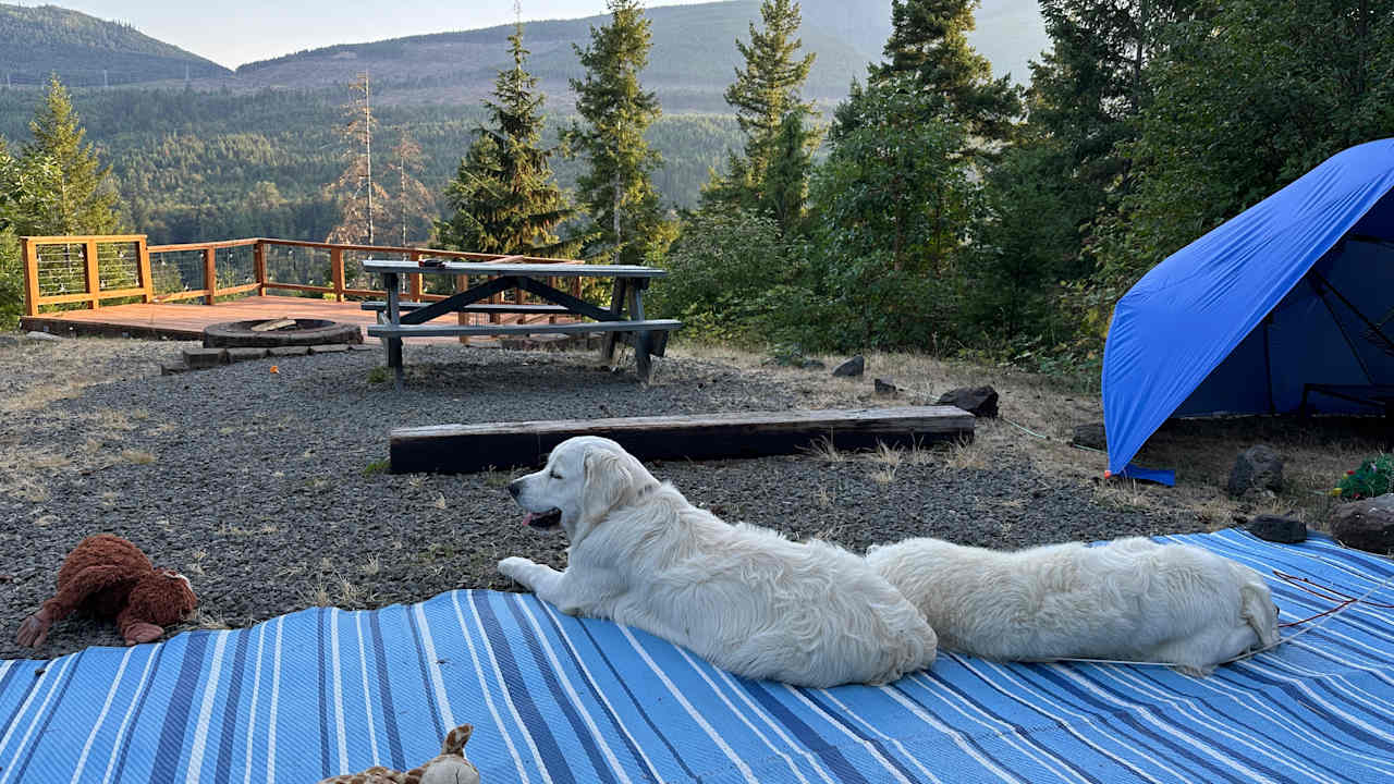 Good shade for the pups who loved their stay!