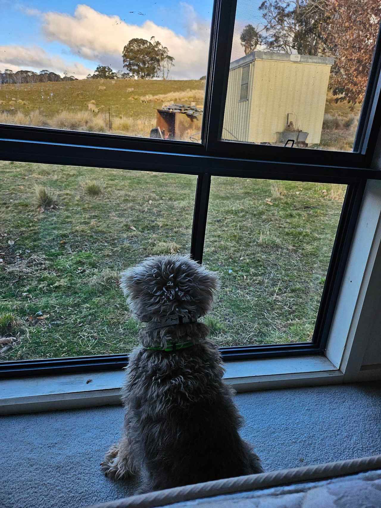 Bear watching the Sheep