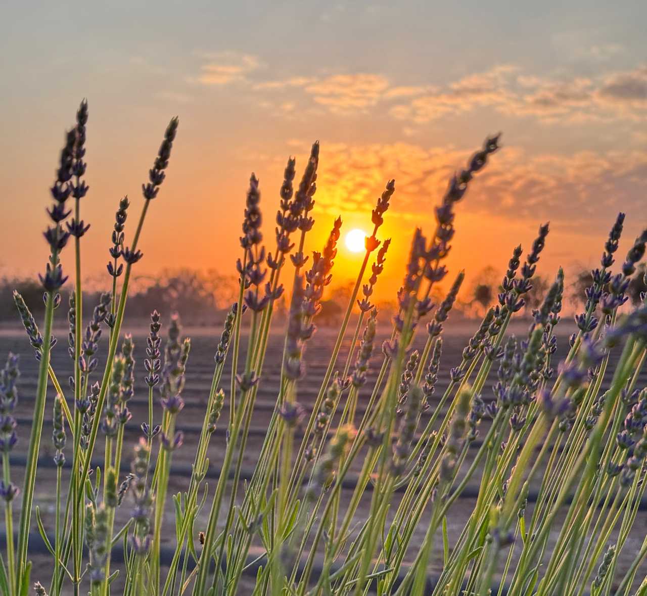 Back Paddock Botanical - Lavender