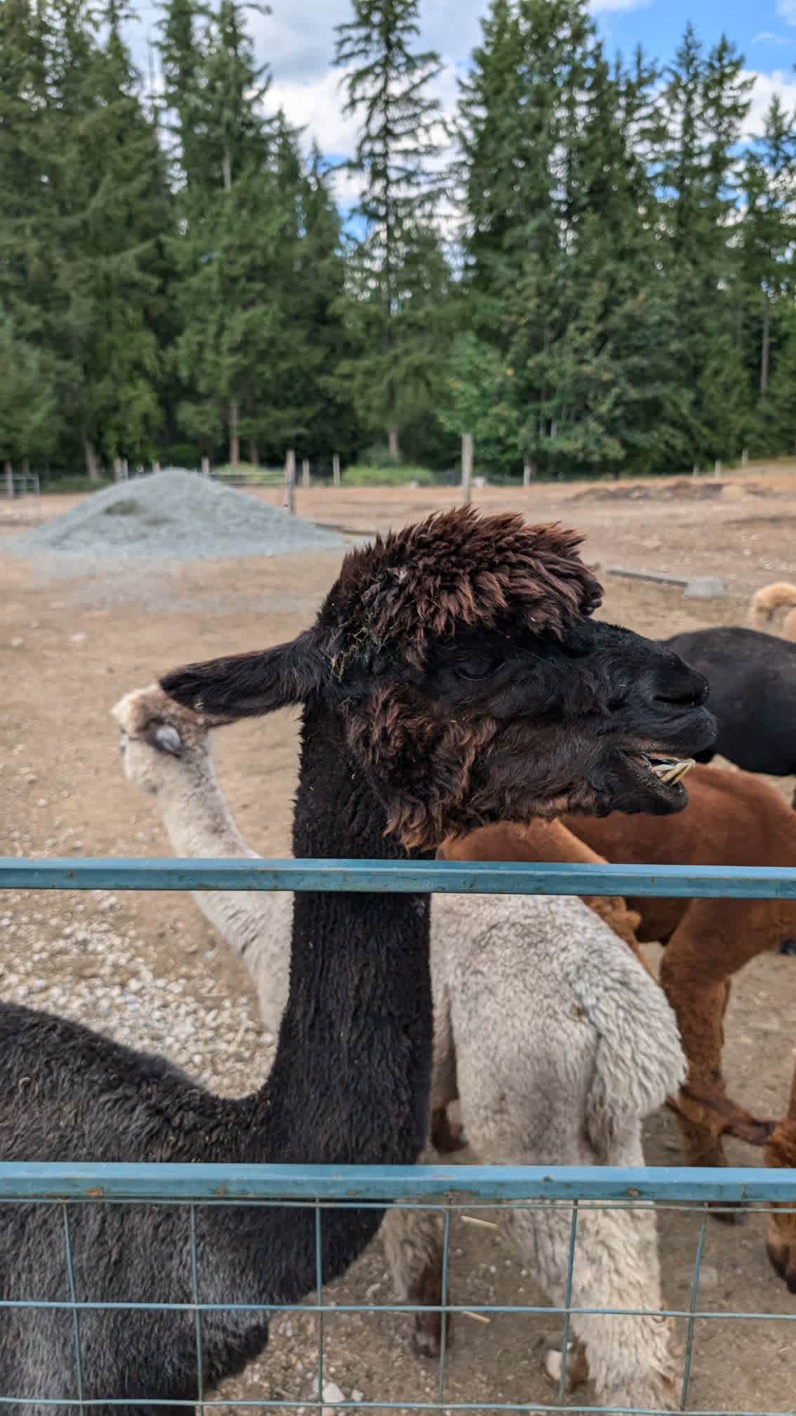 Cascade Rose Alpaca Farm Stay