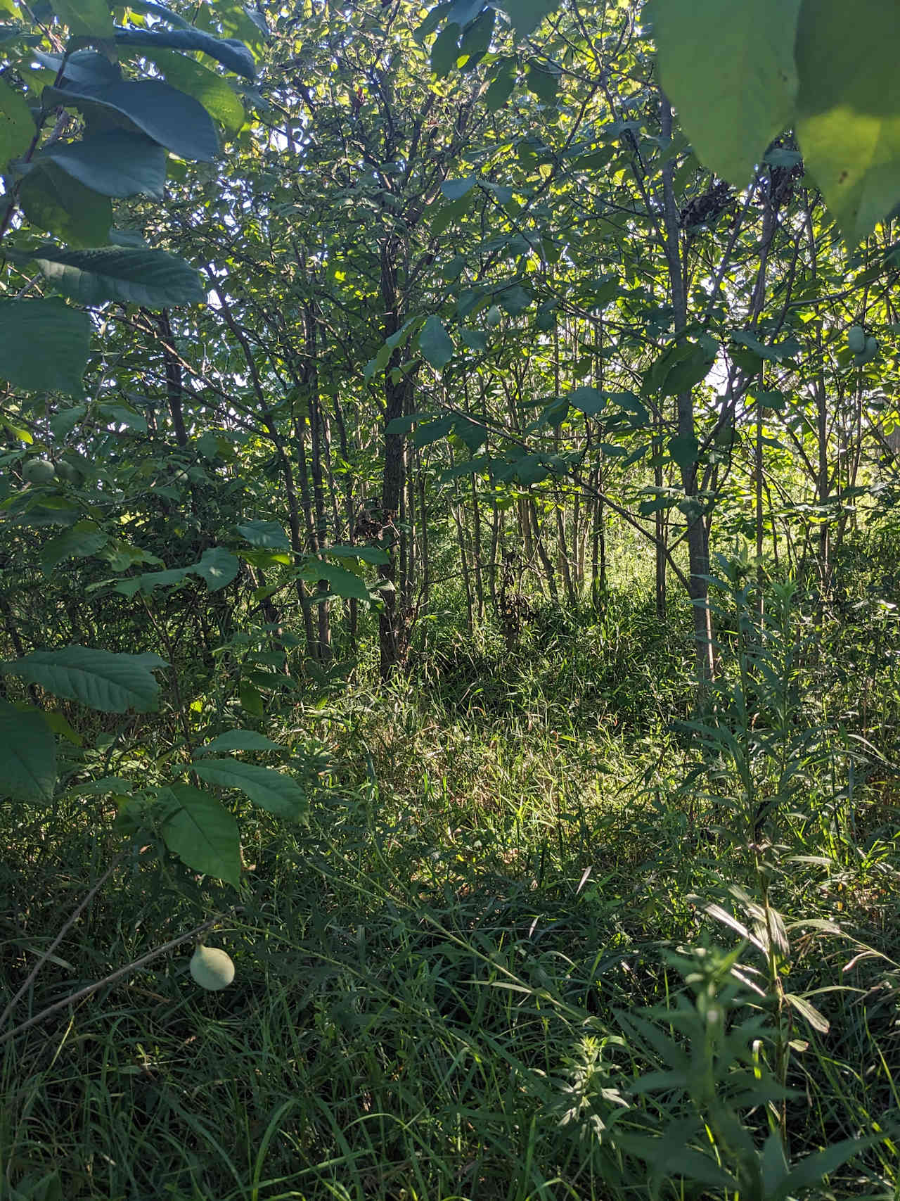 Powers Farm Camp Site