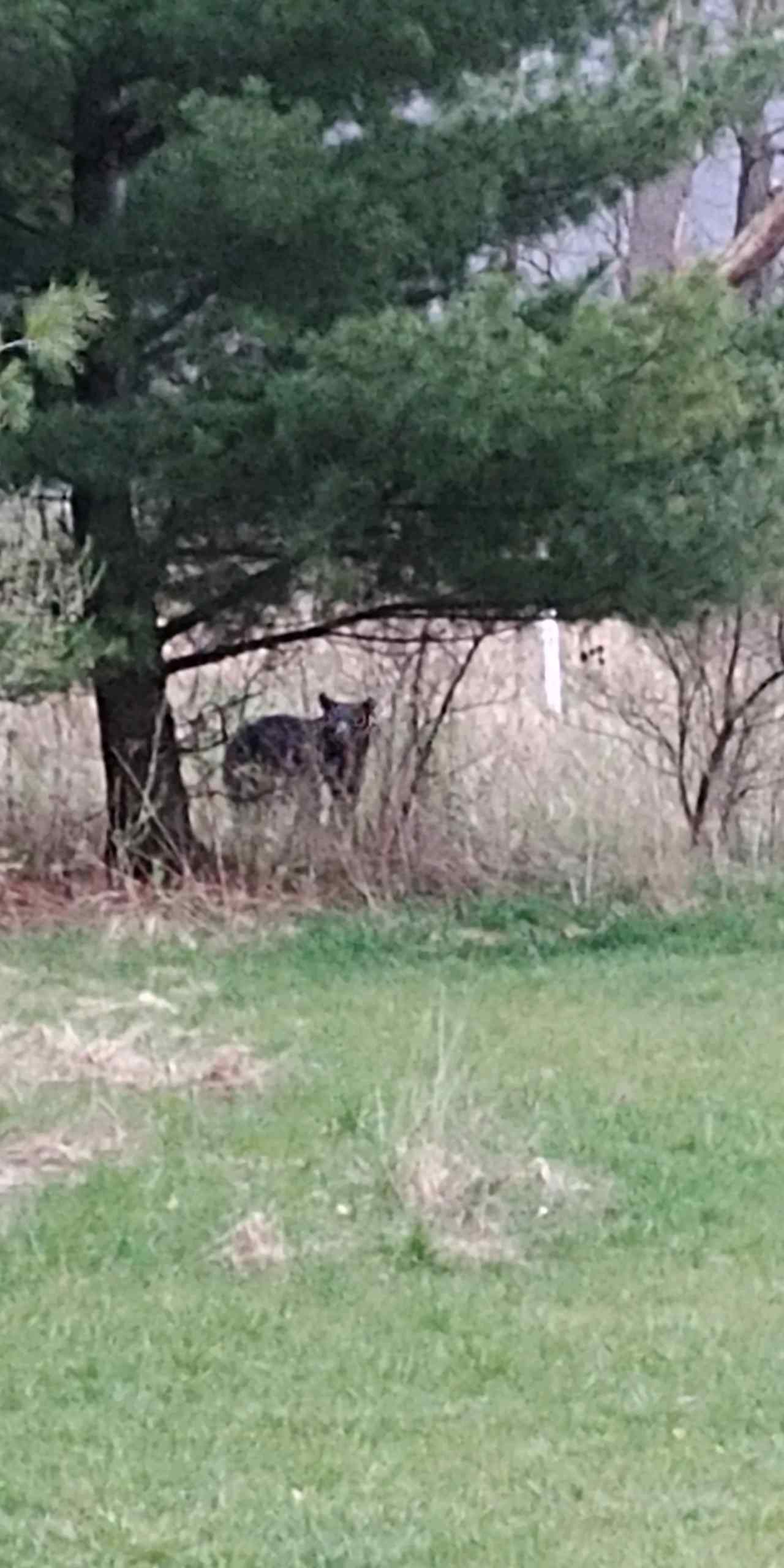 Haunted Tree Farm   ( CABIN )