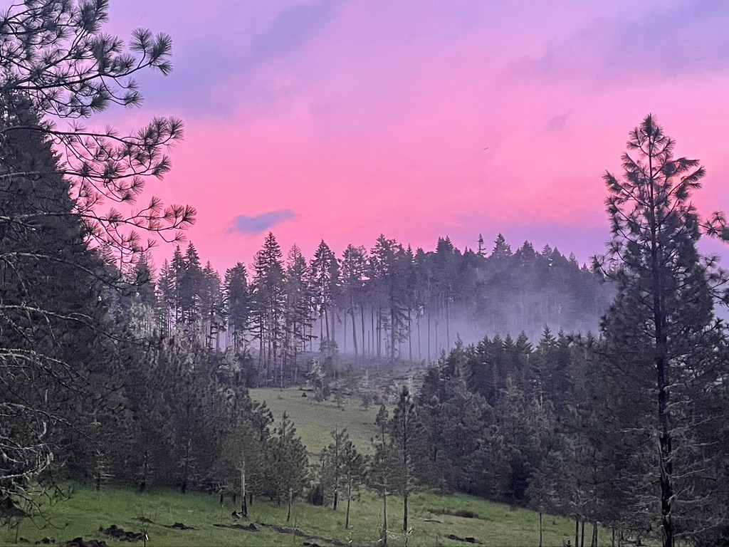 A foggy spring evening looking east-toward the meadow. 