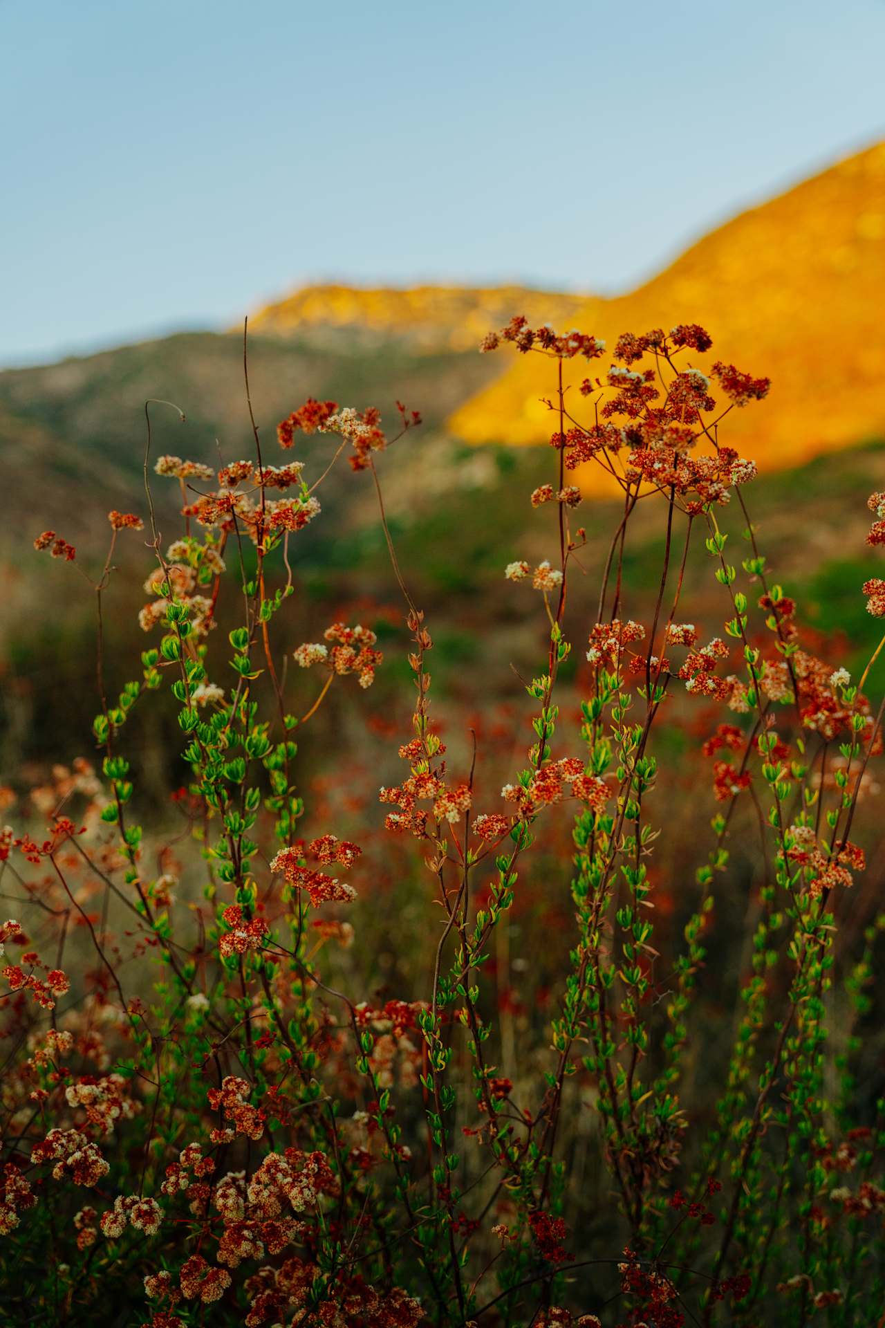 Dutchman Canyon