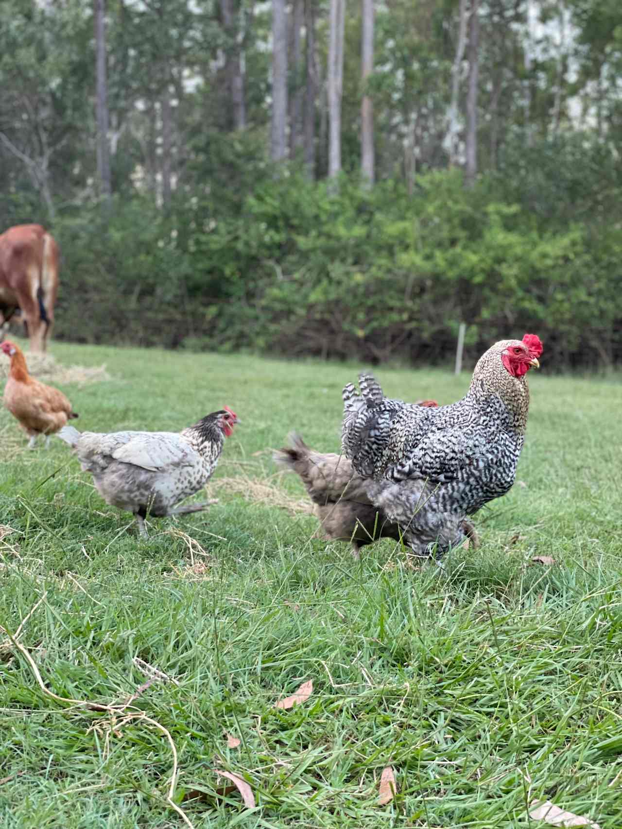 Blackbutt Permaculture Farm Camp