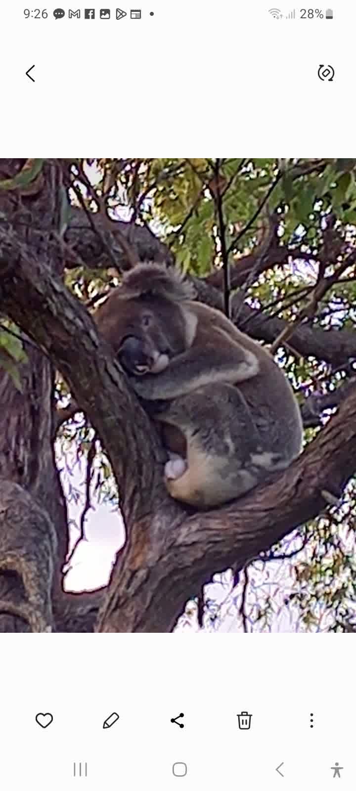 Koala sanctuary