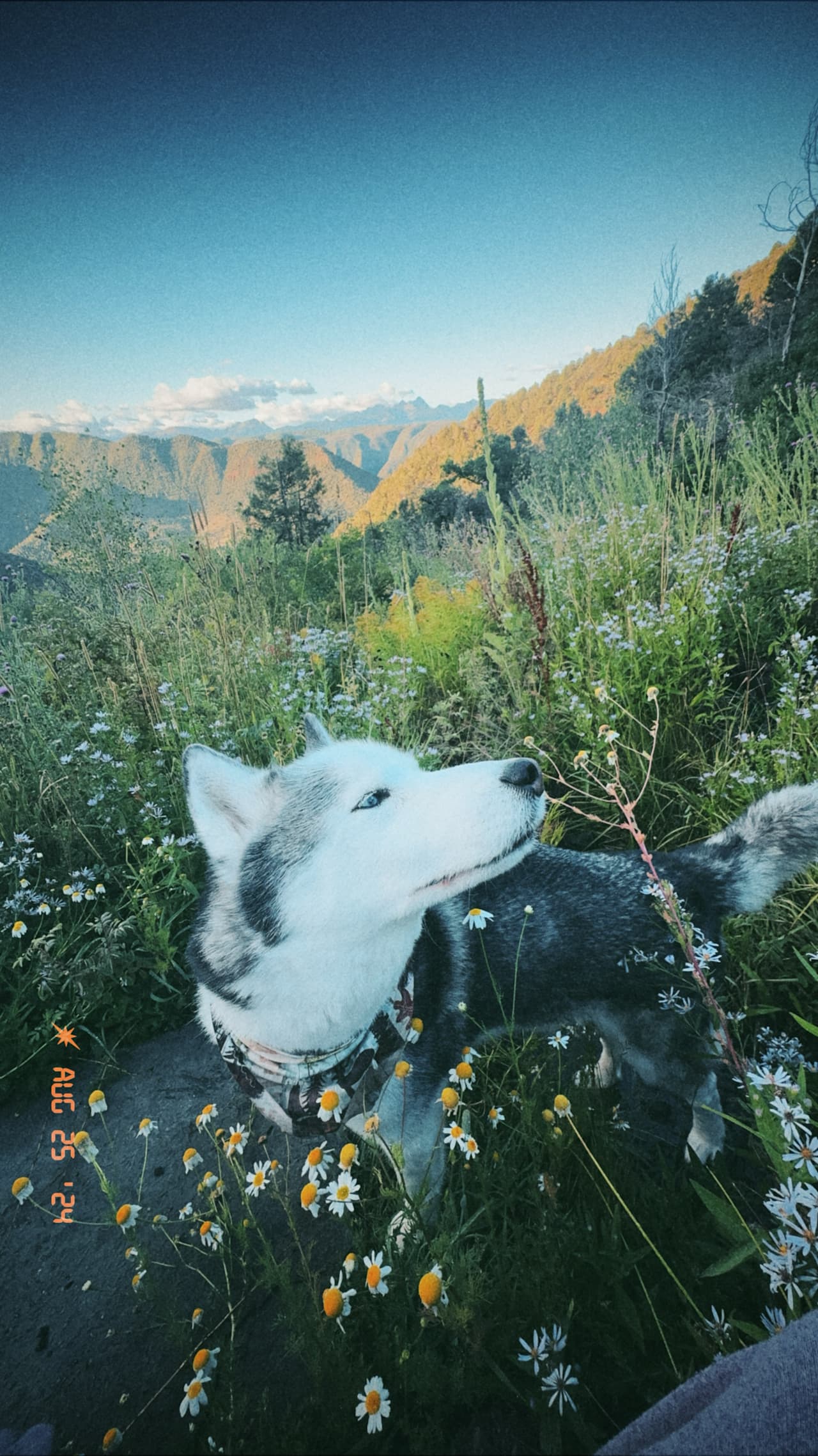 Juniper Yurt