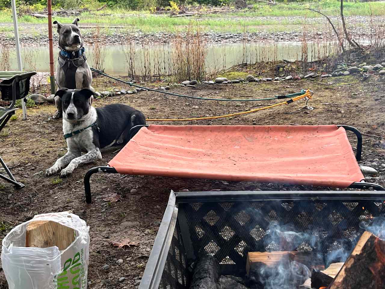 Happy doggos
