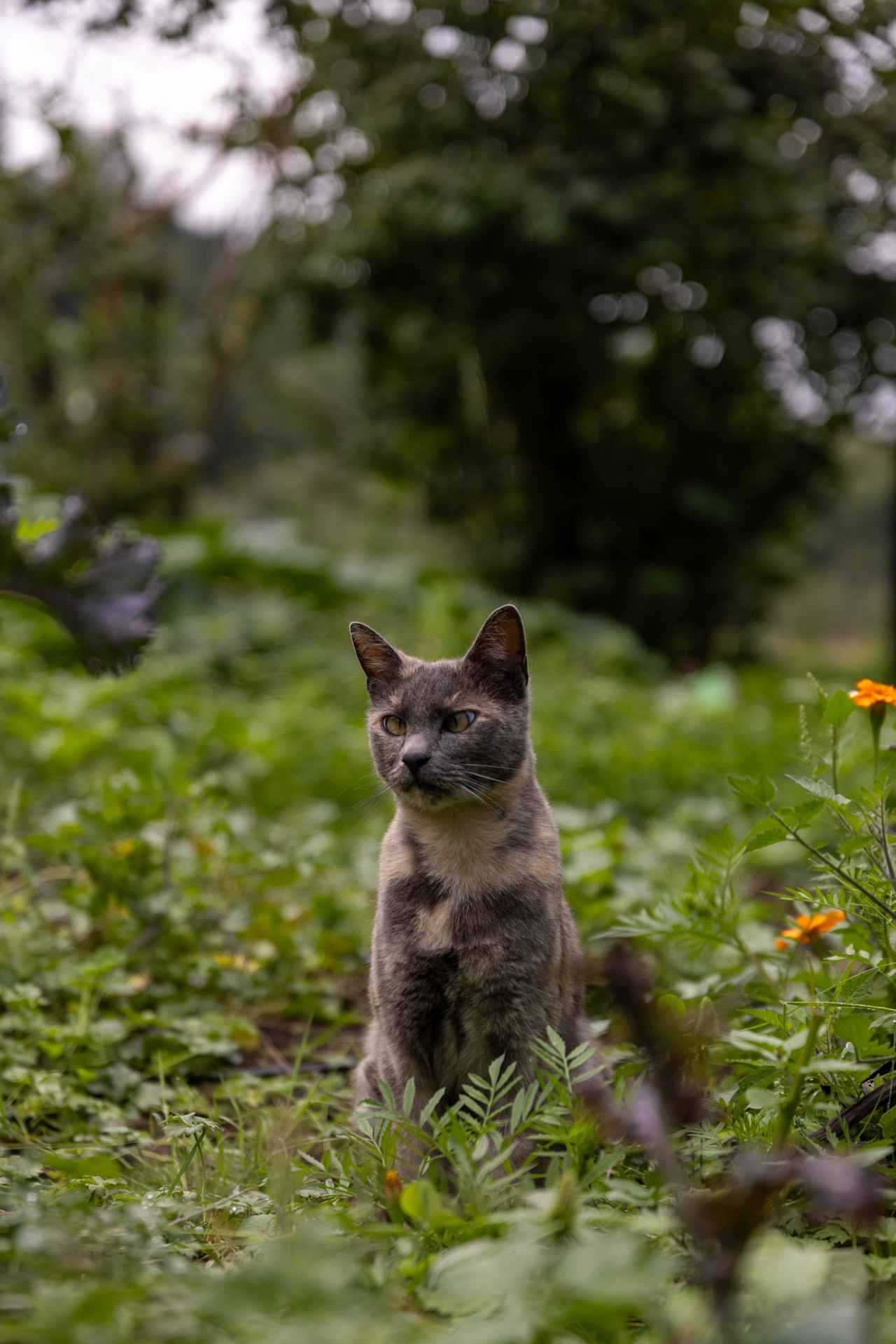 The garden kitty 