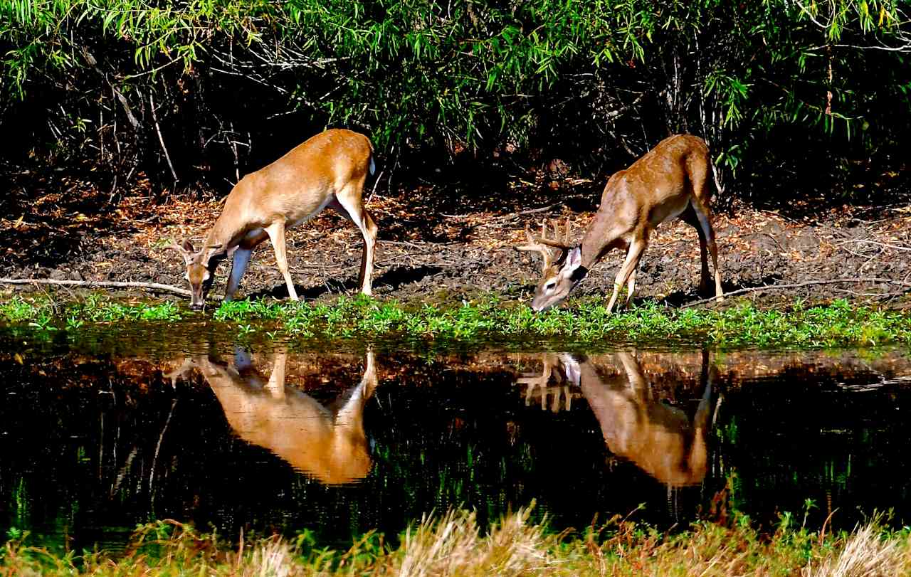 Sleep Under the Pecan Trees