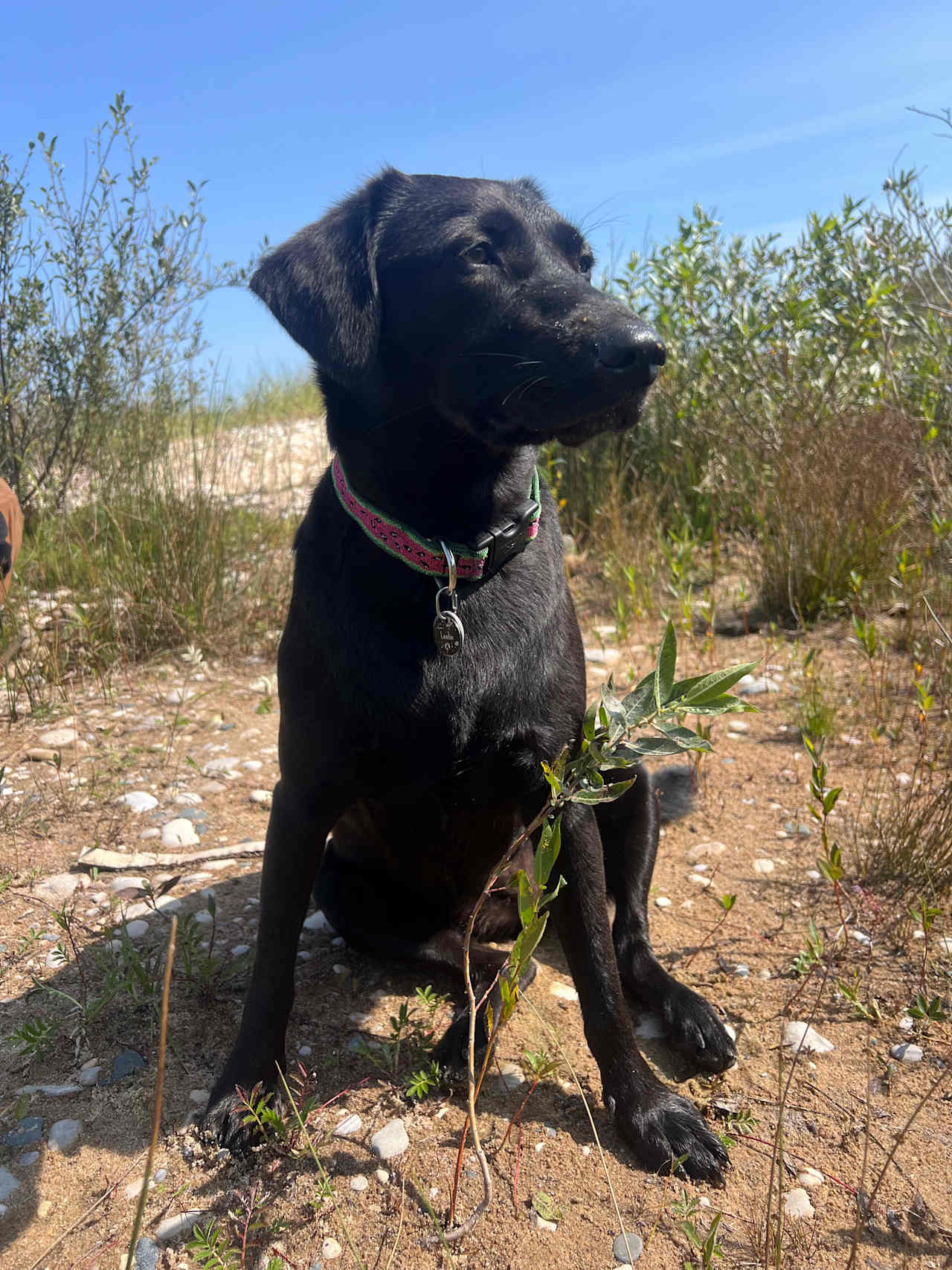 Pup on the beach