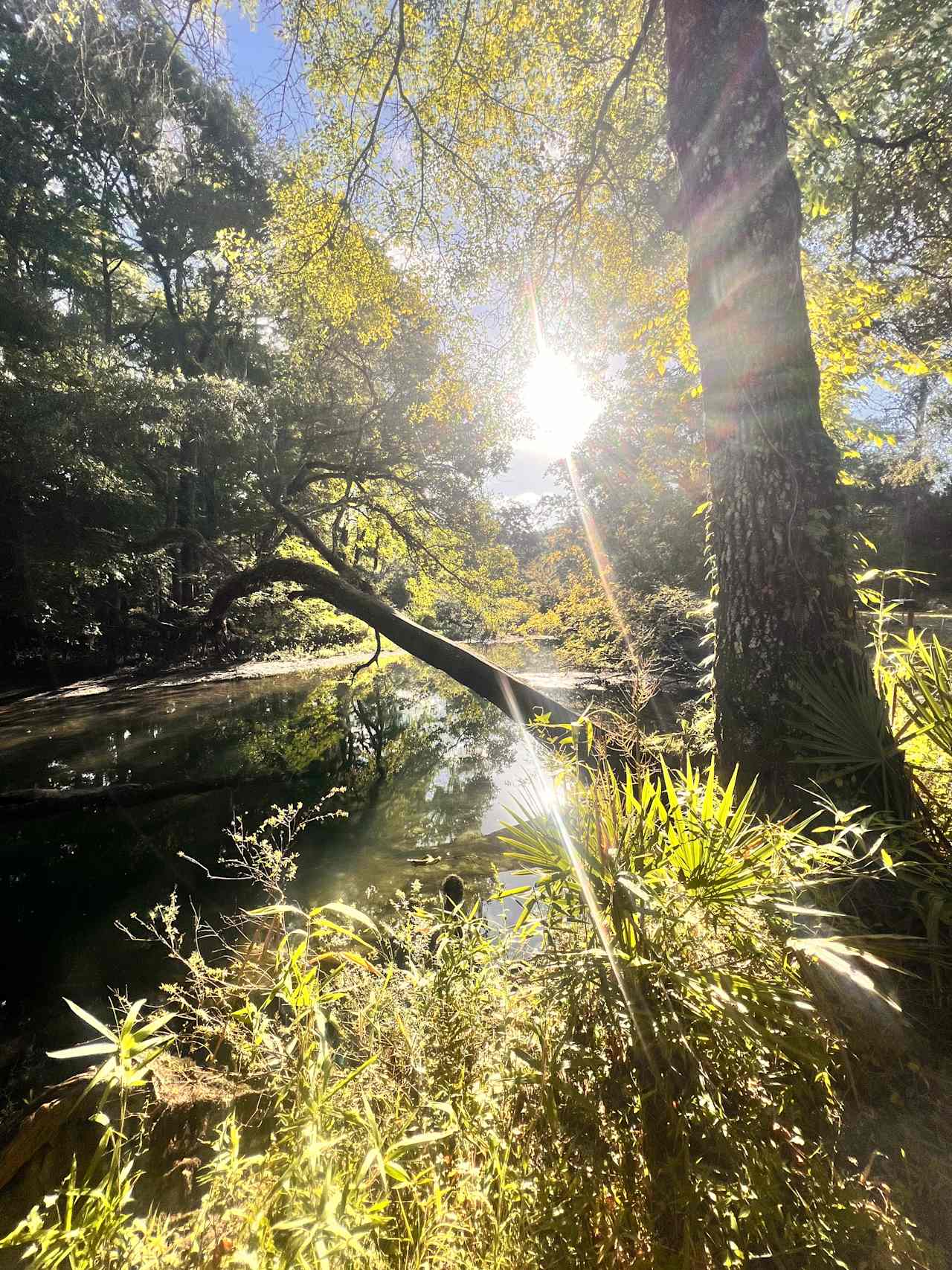 Stay And Play The Cypress
