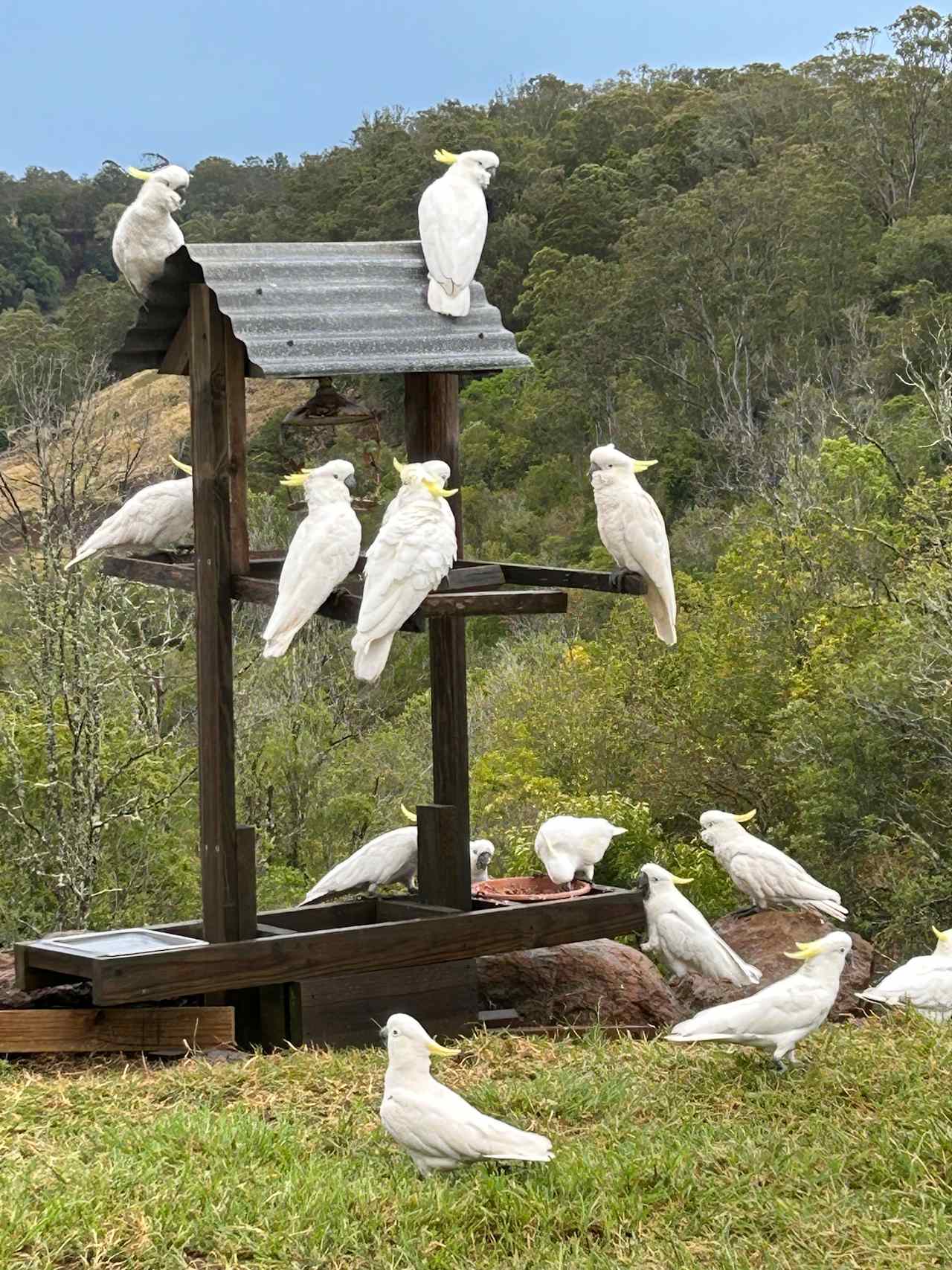 Some of the local feathered crew 