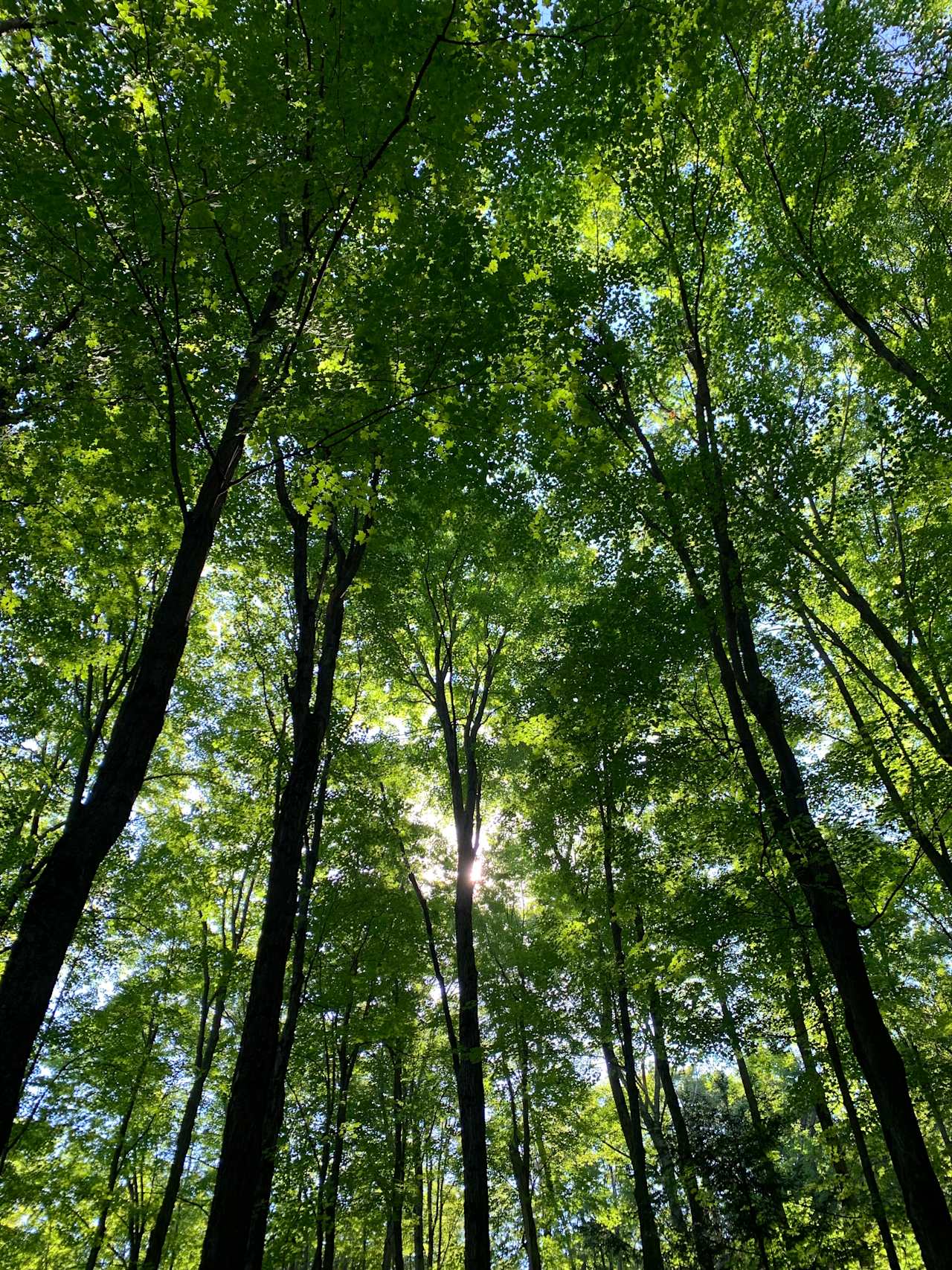 Forest Bunkie on Bruce Trail