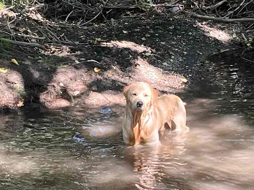Oh... wet dog!