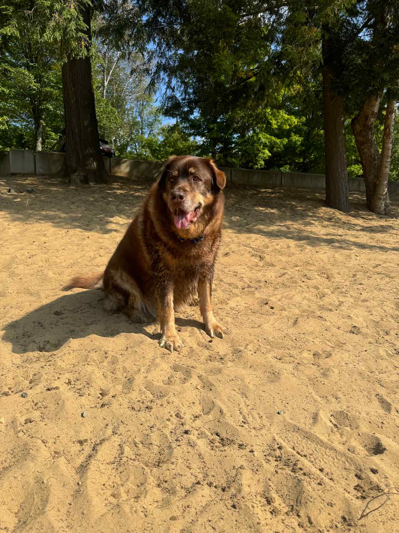 Fur babe enjoys the beach