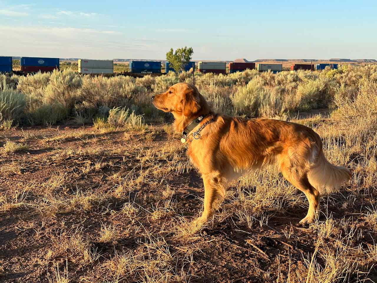 Front Row Seat! Petrified Forest!