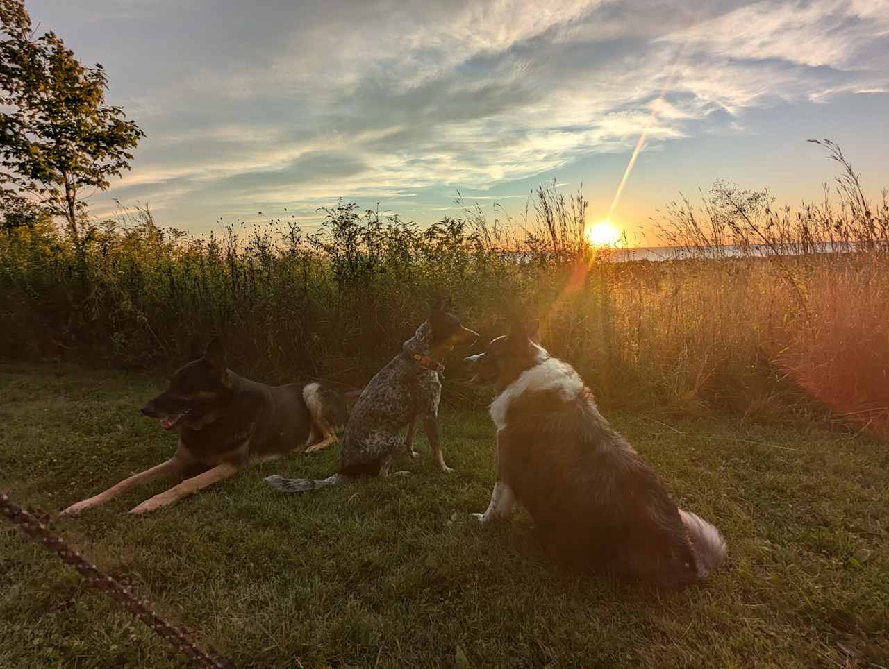 Off-road pups loved it