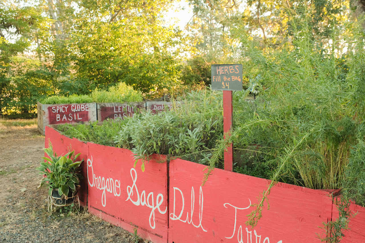 U-pick herbs near the farm stand