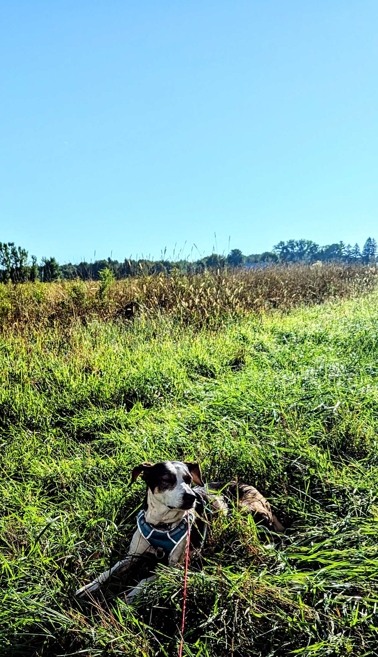 Our dog enjoying the HipCamp's space!