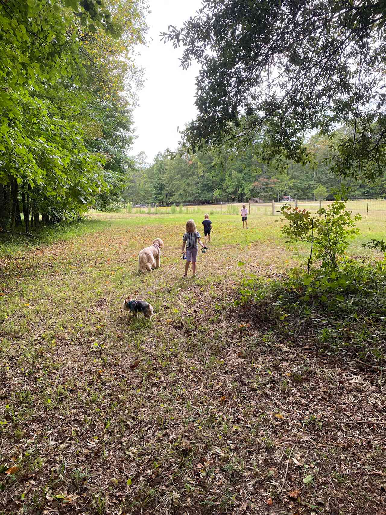 The view from our campsite up toward the farm 