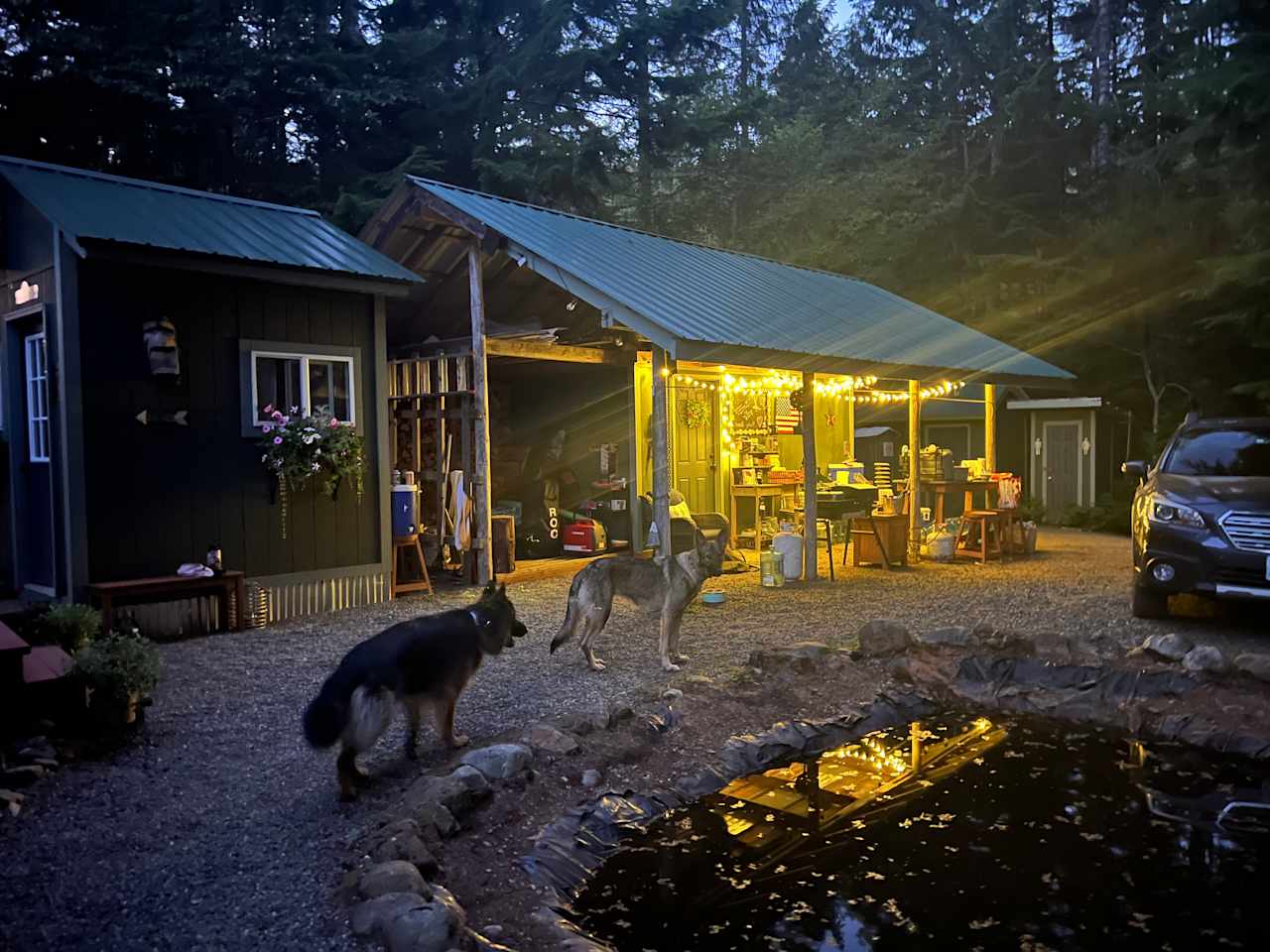 Kitchen (and dogs!)