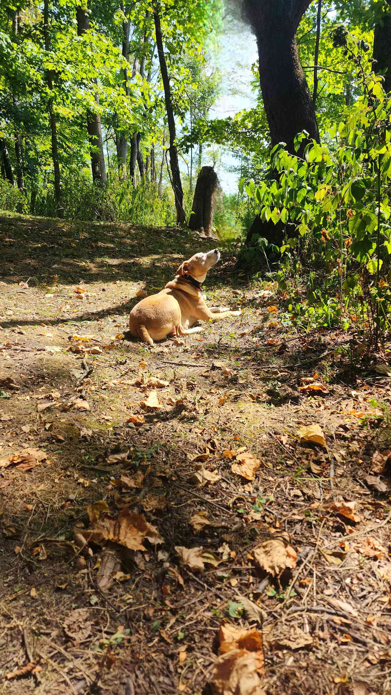 Chipmunk Ridge