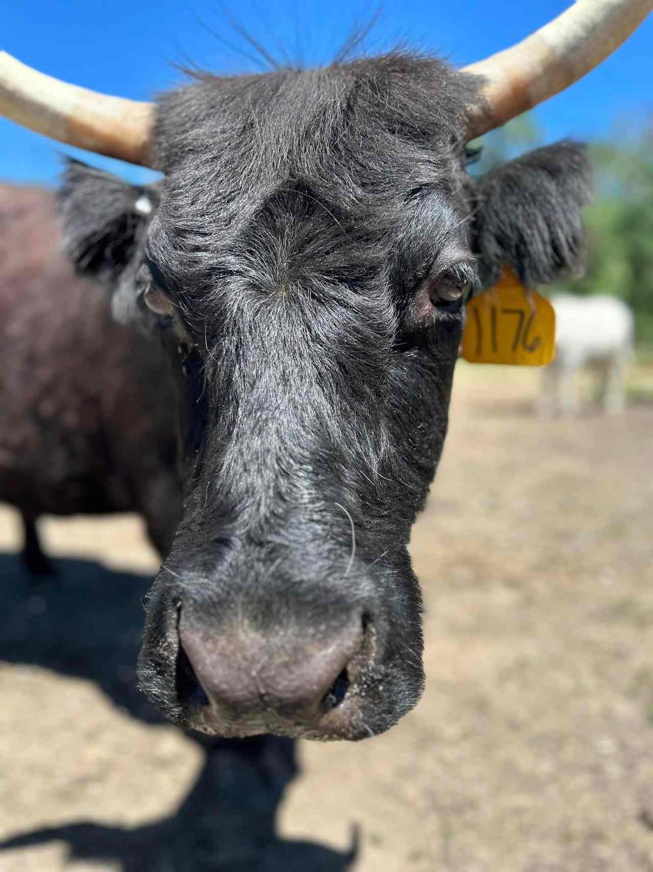 Lazy JR Ranch Retreat