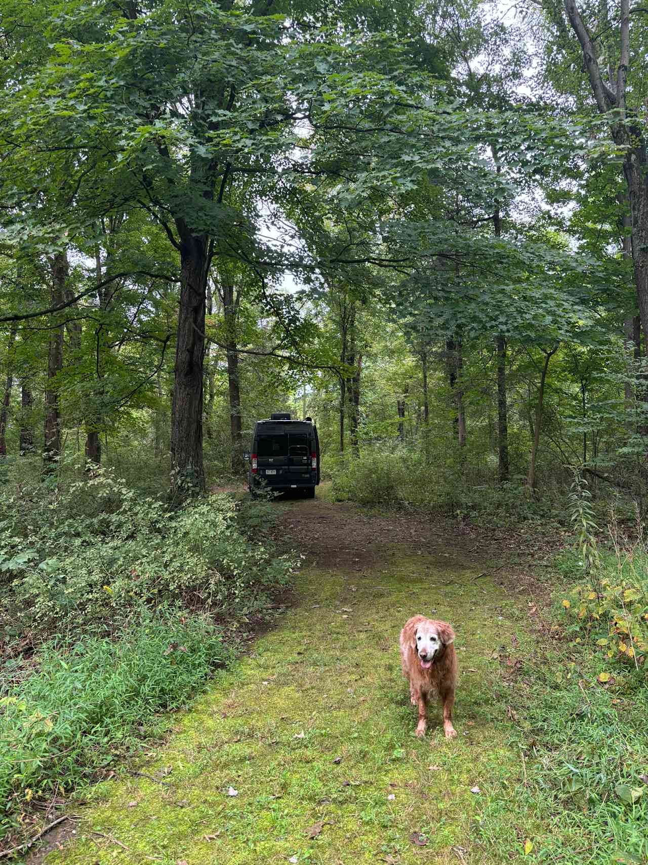 Wooded area with campsites