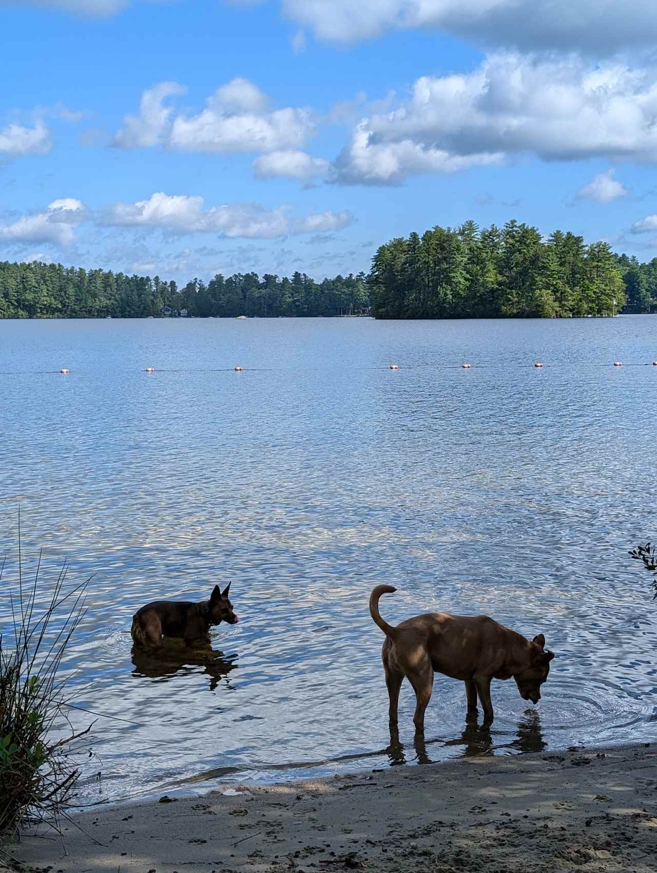 The dogs love it here just as much as I do
