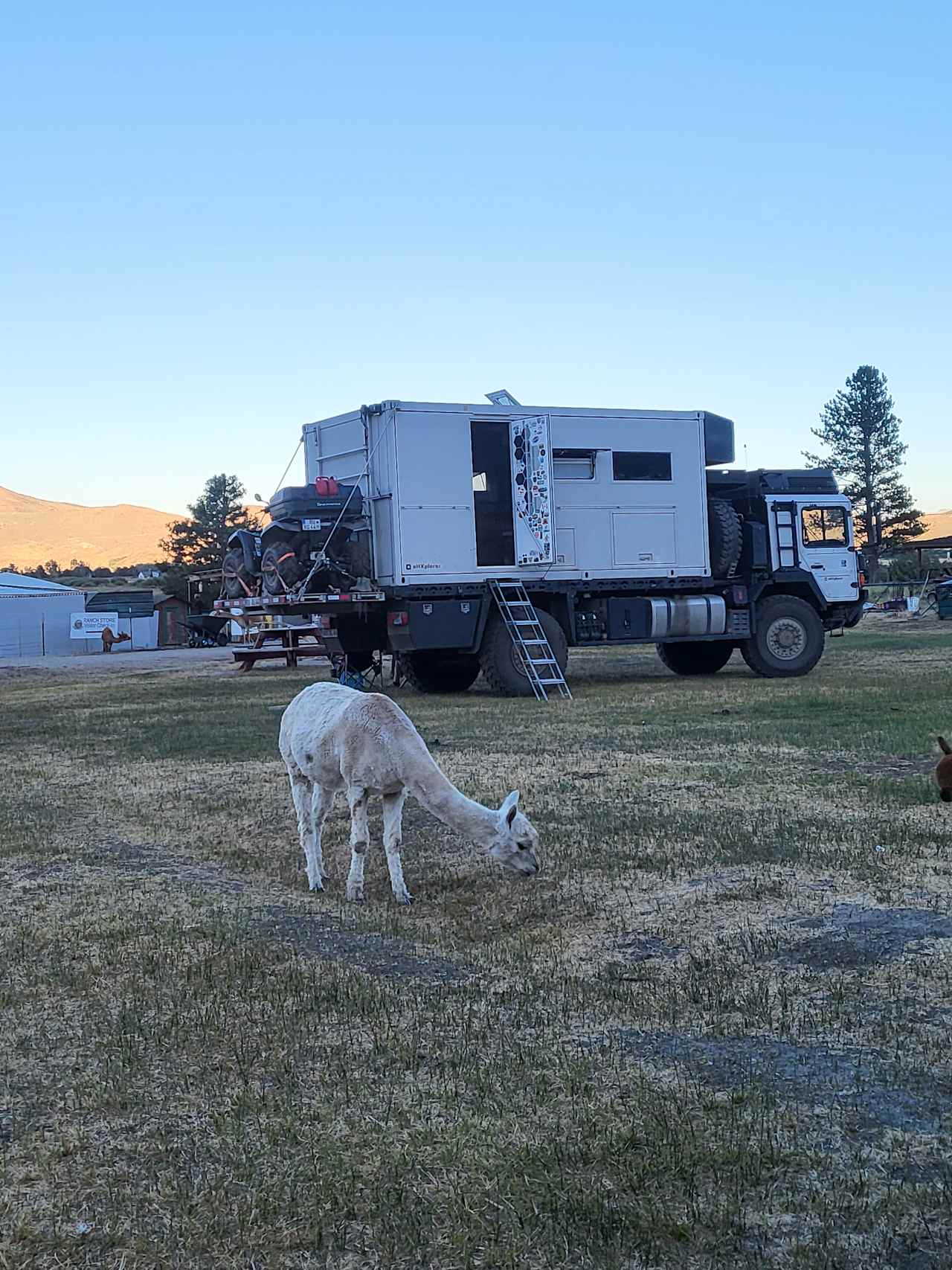 L.Davis Ranch and Olde LYFE Alpacas