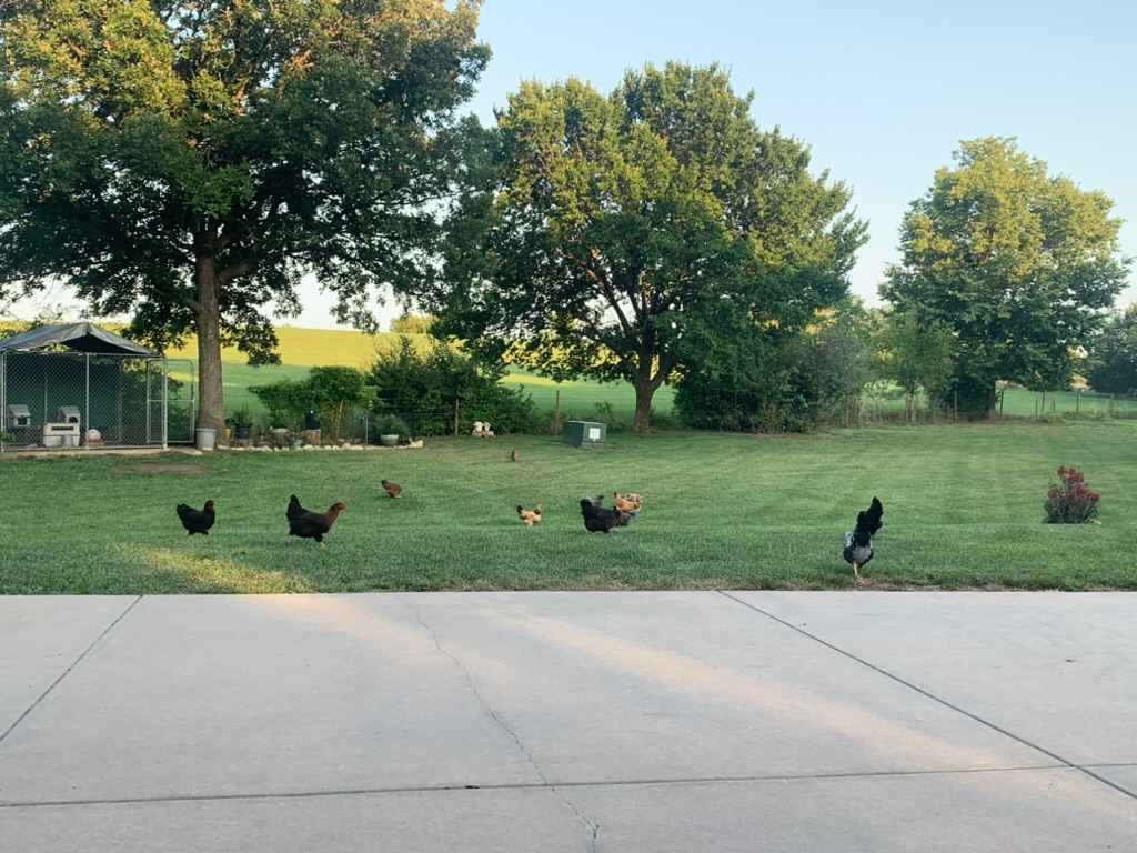 Our Happy Chickens.