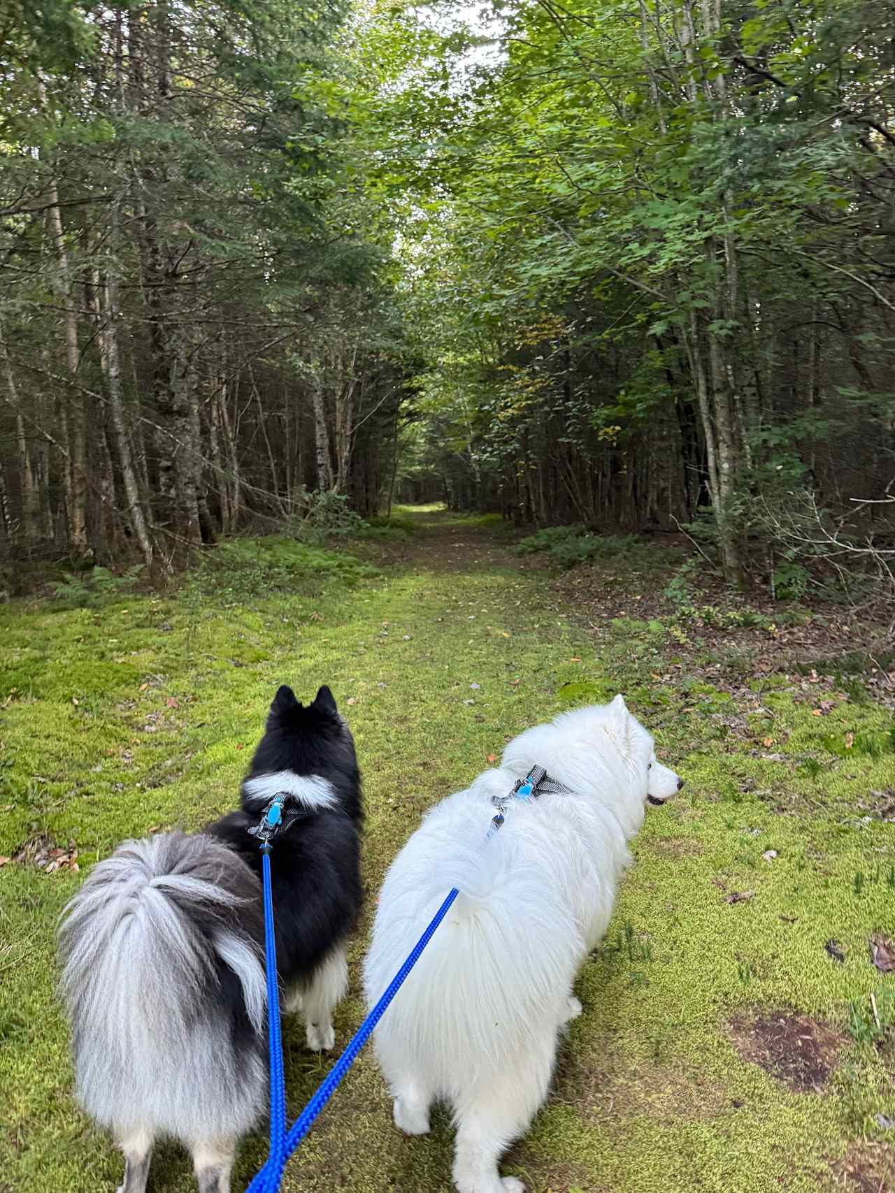 Burke Line Farm