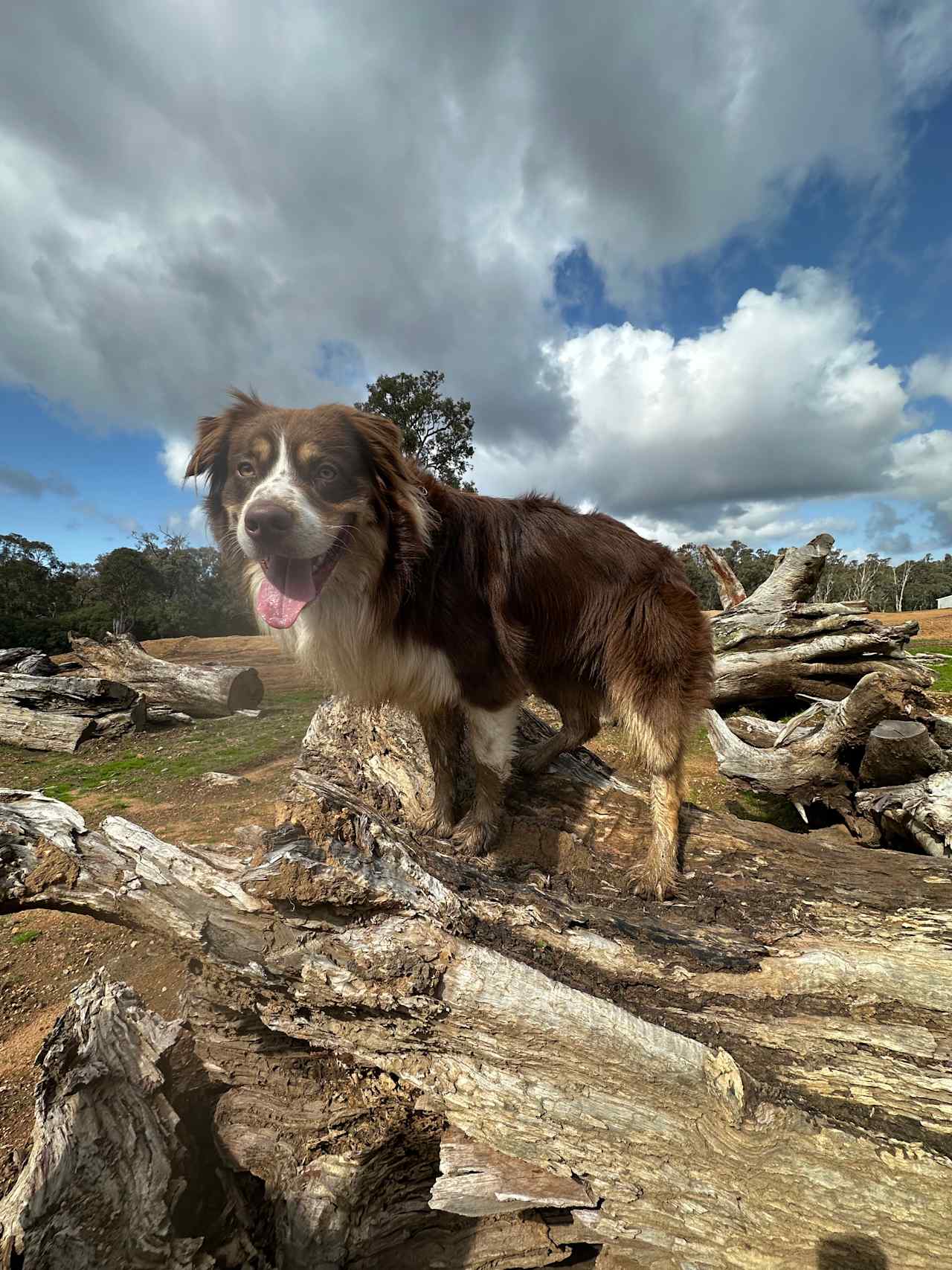 Shukuru Farm, Wellington Forest WA