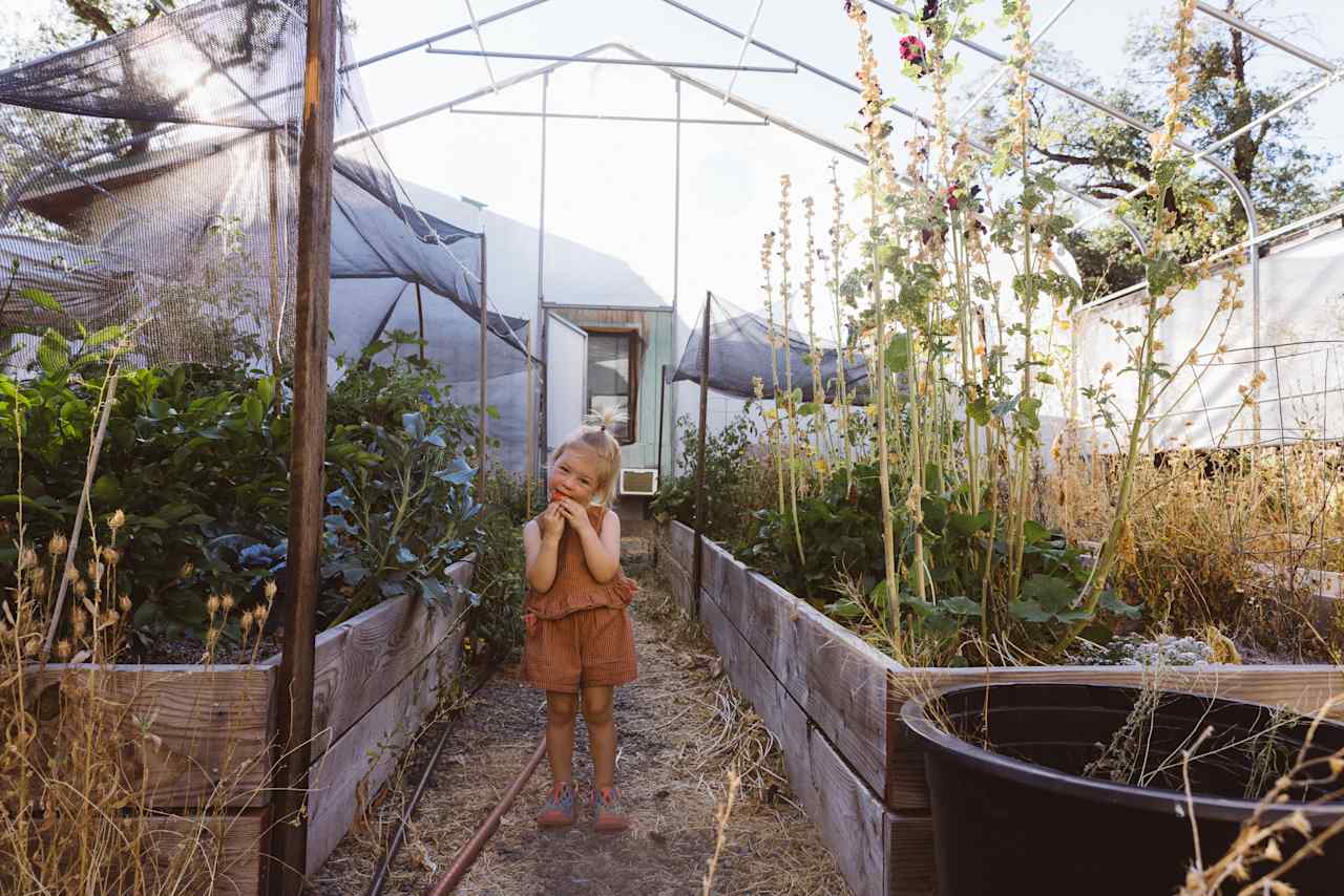 picking fresh produce in the glasshouse