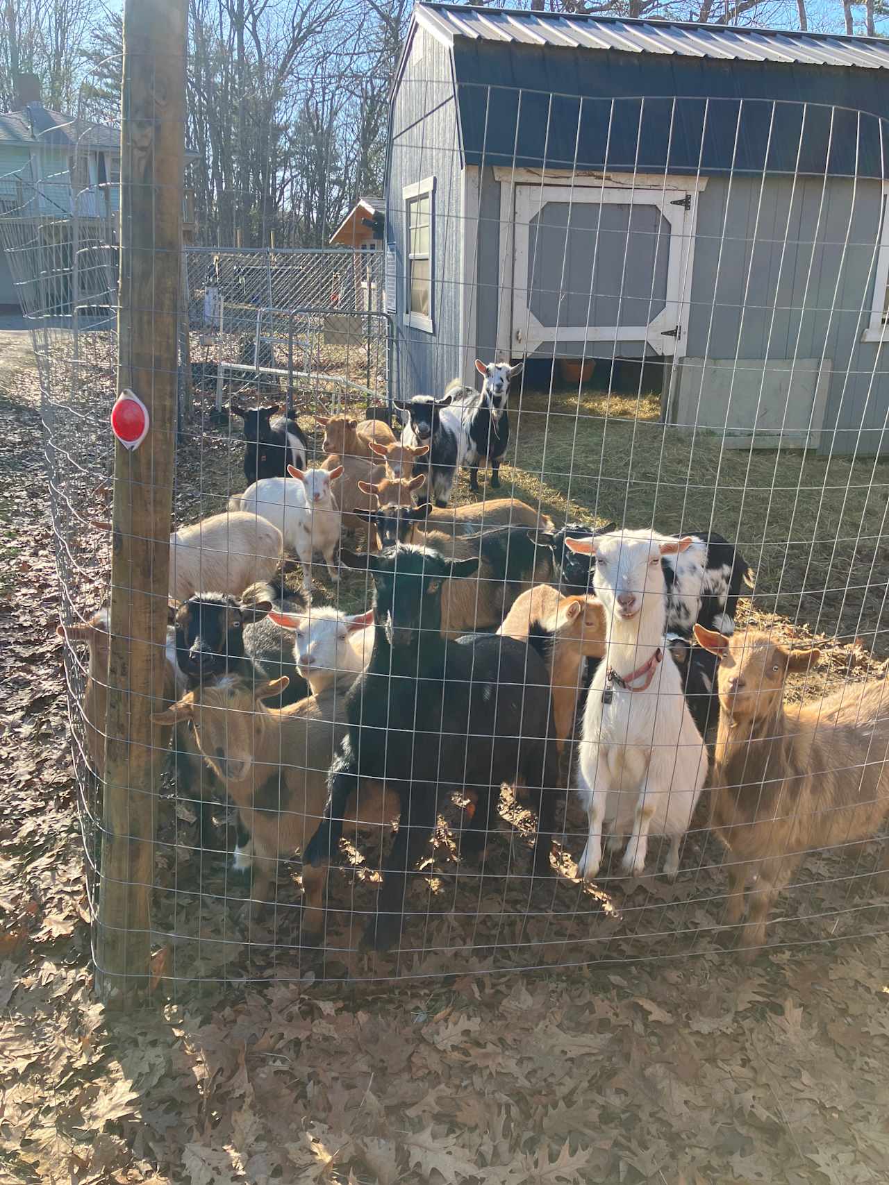 Rainbow Koala Farm