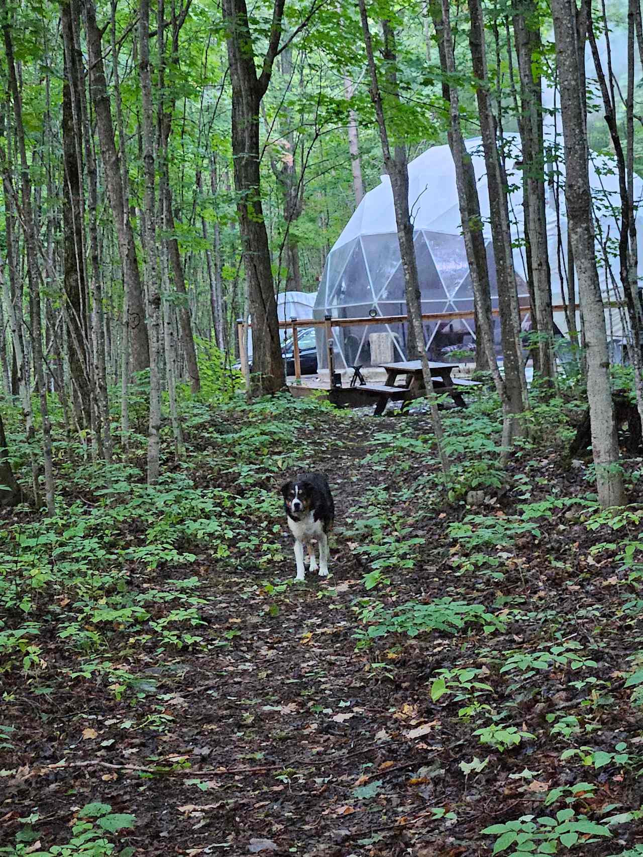 Forest Stargazing Glamping Dome