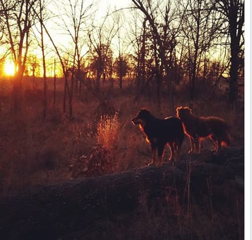 Nic and Nora our farm dogs