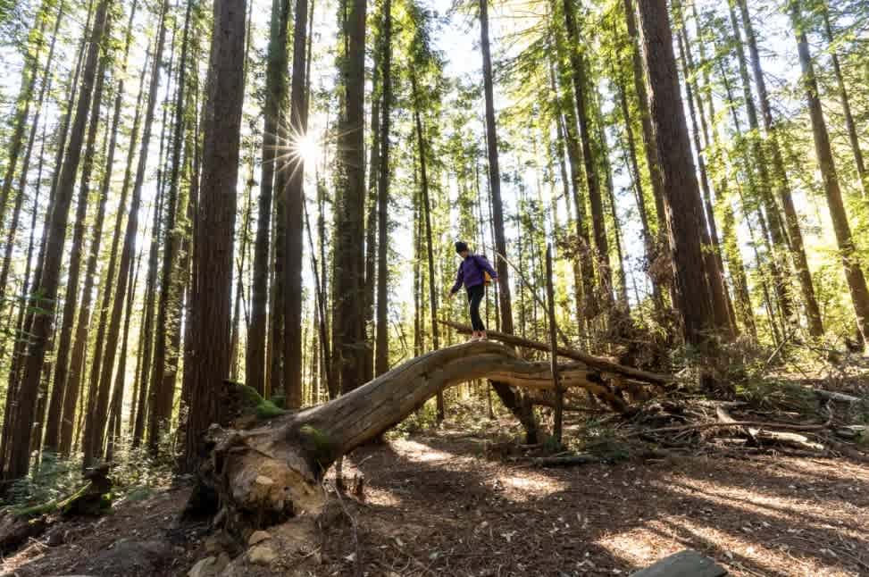 Redwood Grove