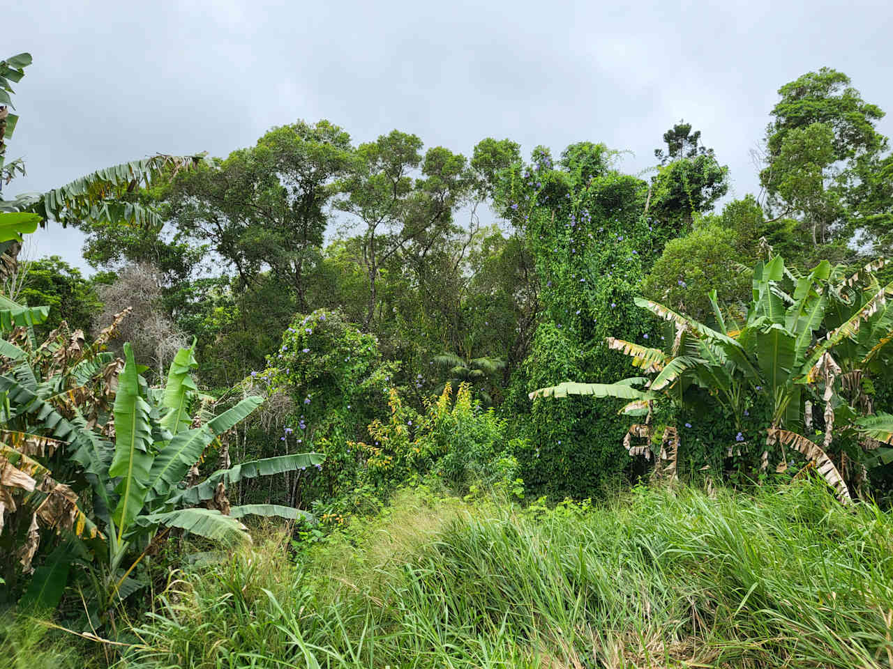 Rainforest Rest Stop