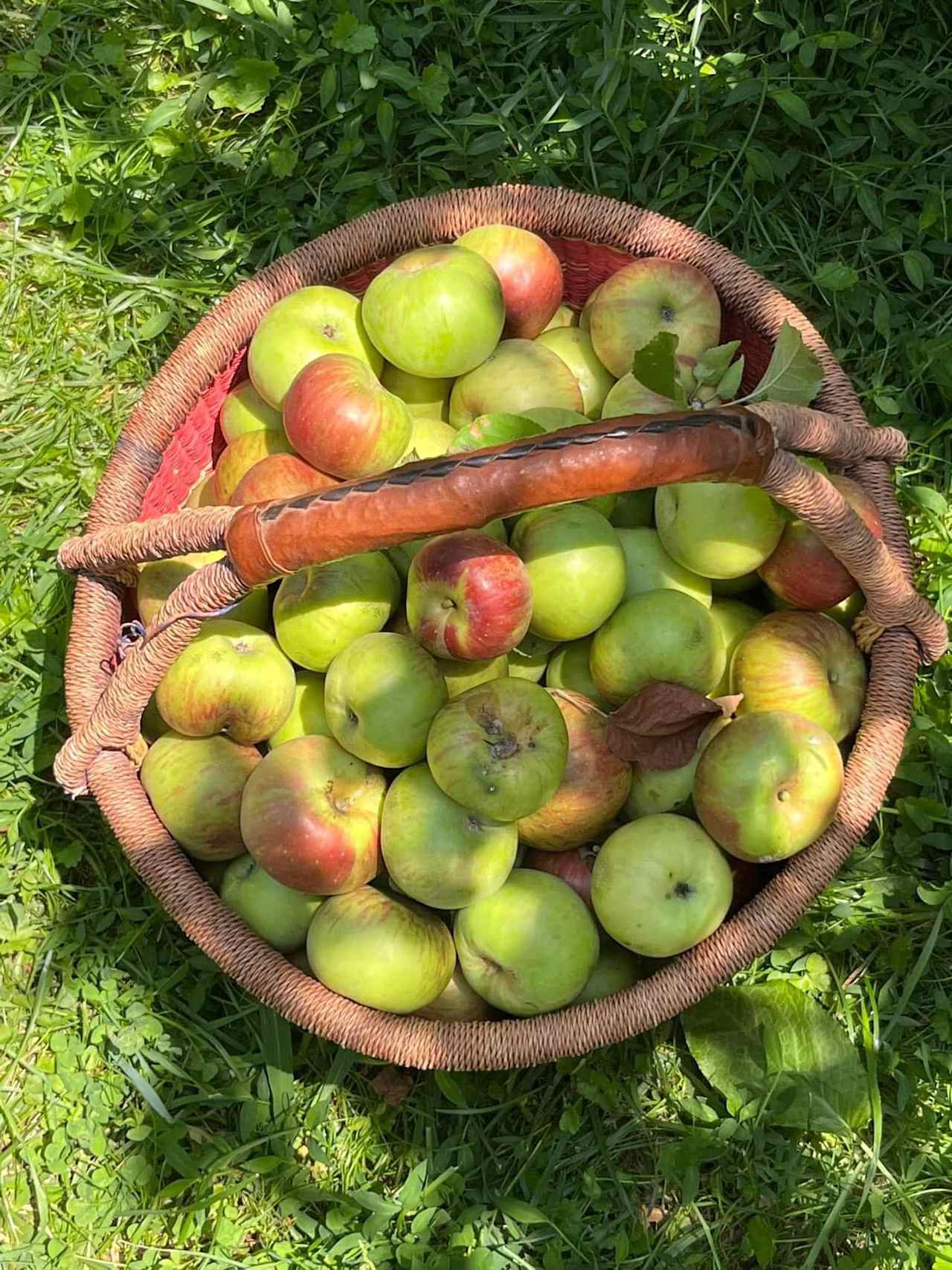 Firefly Food Forest