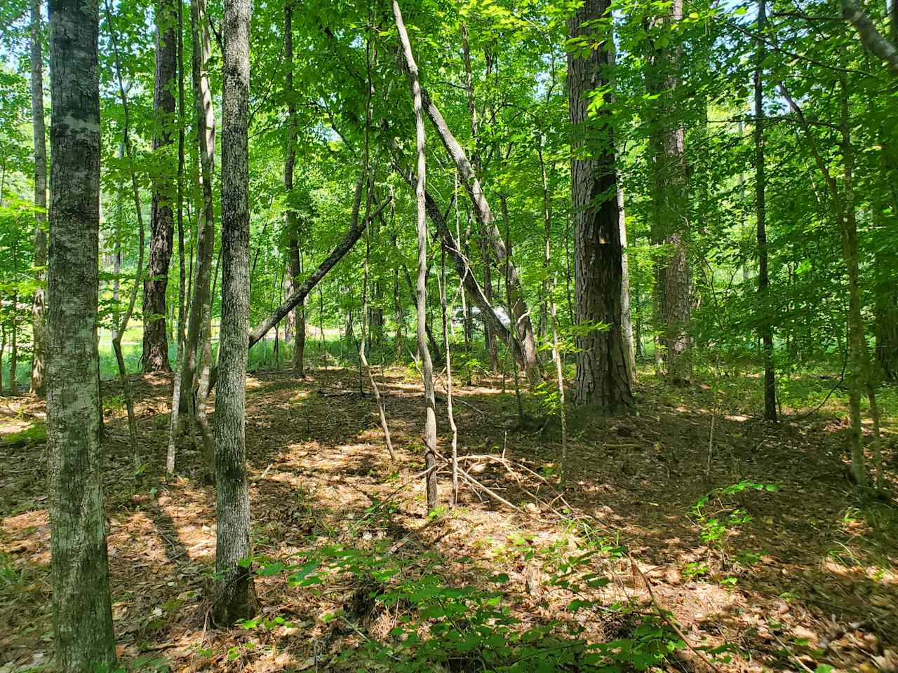 Wooded but plenty of room for a tent on soft vegetation.