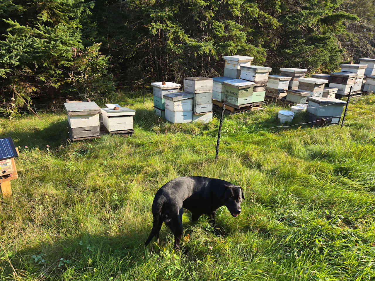 Maple Lane Hive and Home