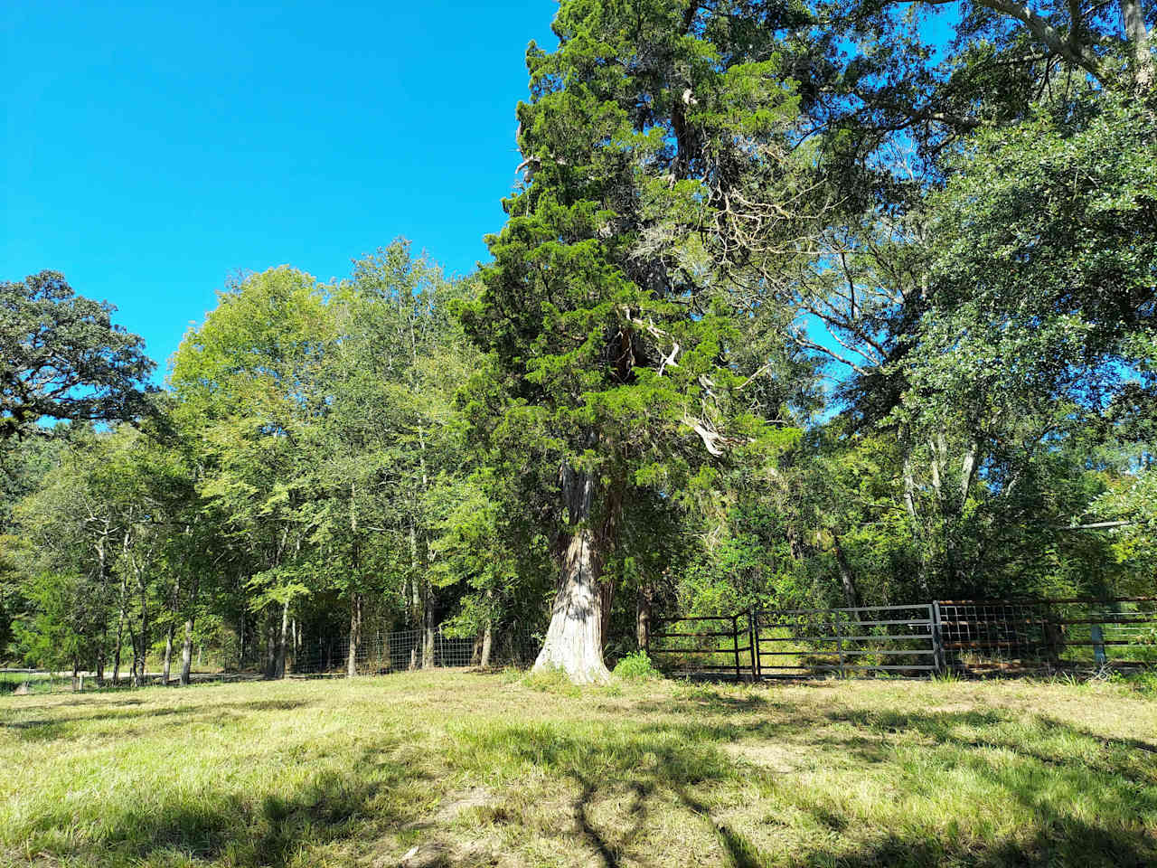 The Old Home Site Camp