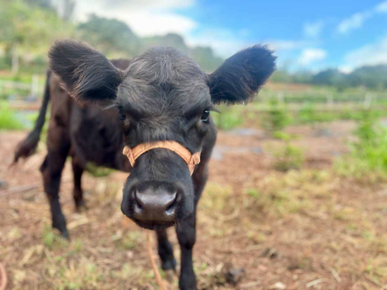 Ea Hou Farmstay in Charming Kahuku